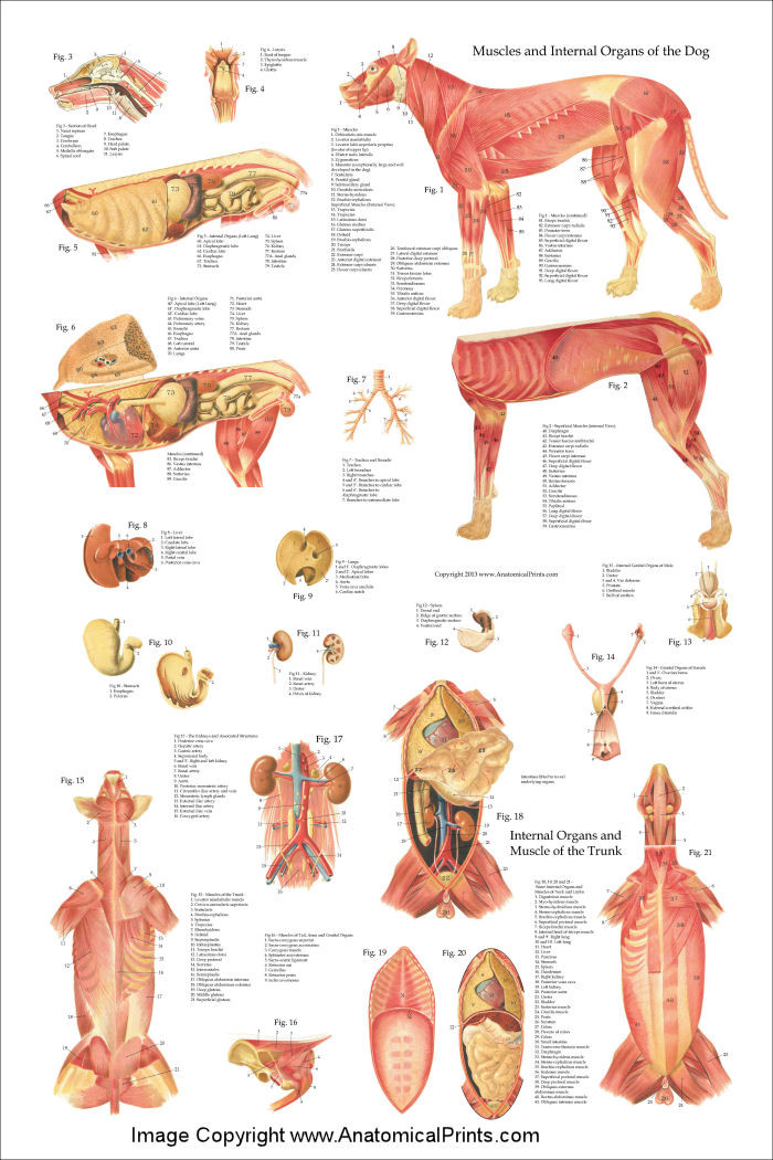 Dog Muscles And Internal Anatomy Chart - Clinical Charts and Supplies