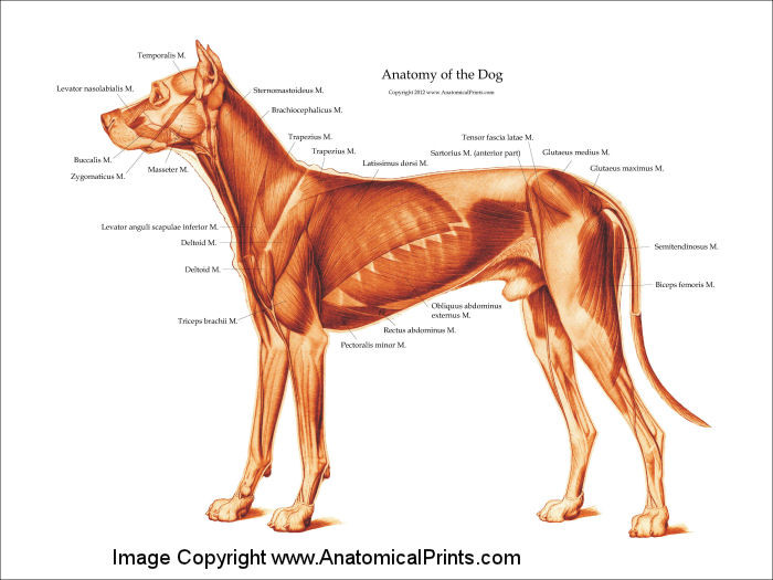 Canine Muscle Chart Clinical Charts and Supplies