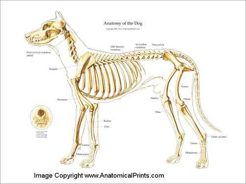 Canine Skeleton Poster - Clinical Charts and Supplies