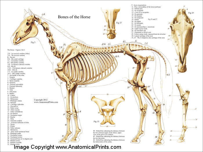 Horse Skeleton Chart Clinical Charts and Supplies