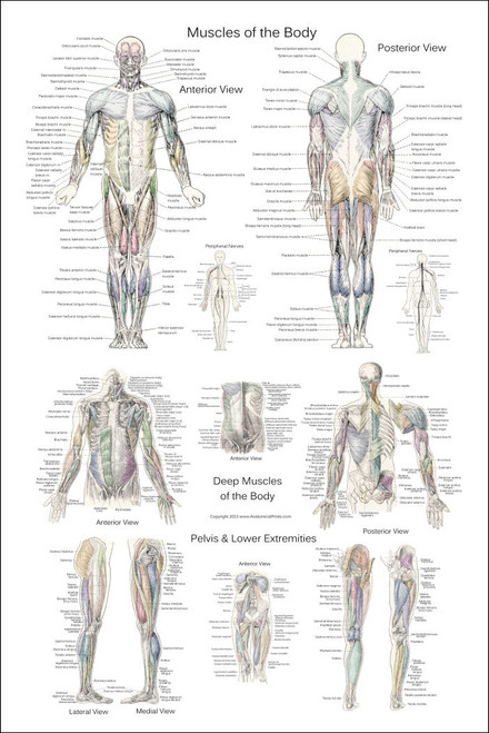 Anterior And Posterior Muscles Of The Human Body Poster - Clinical