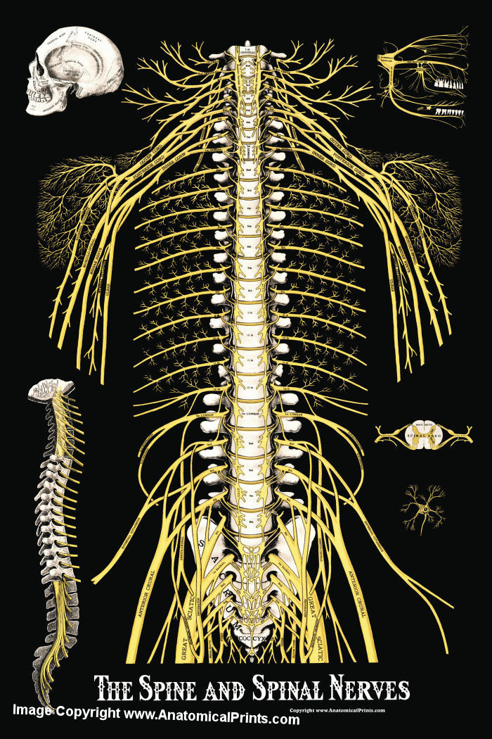 The Spine and Spinal Nerves Poster - Clinical Charts and Supplies
