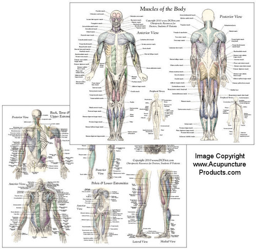 Muscle Anatomy Chart - Clinical Charts and Supplies