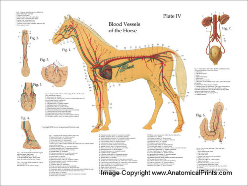 Horse Vascular Anatomy Poste - Clinical Charts and Supplies