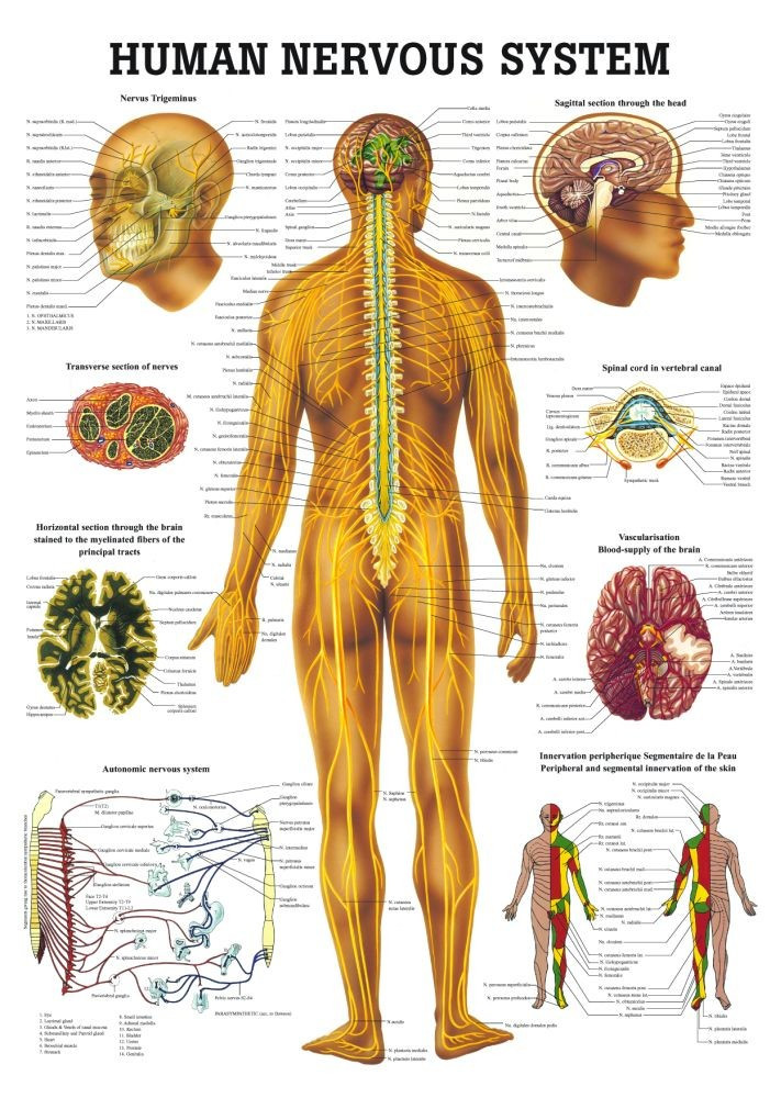 human-nervous-system-chart-clinical-charts-and-supplies