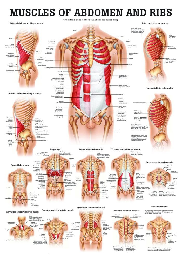 31 Stomach Muscles Diagram - Wiring Diagram List