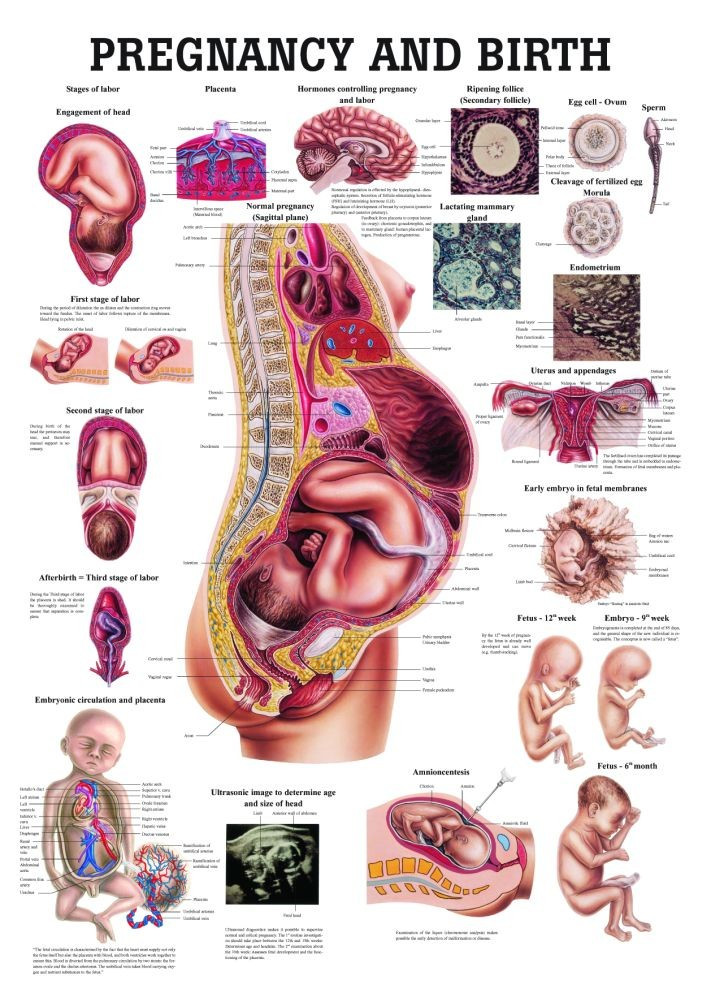 Pregnancy and Birth Chart - Clinical Charts and Supplies