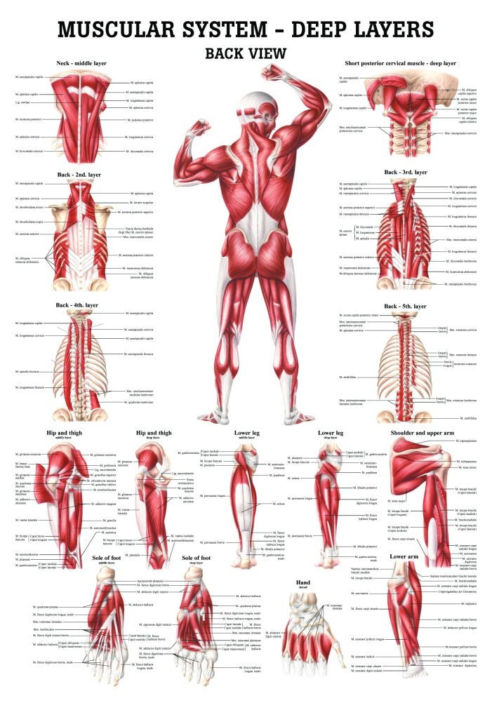 Human Muscular Systems-Deep Layers Of The Back Poster - Clinical Charts ...