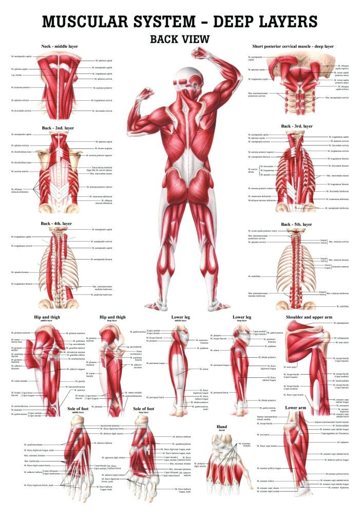 Human Muscular SystemsDeep Layers of the Back Poster Clinical Charts