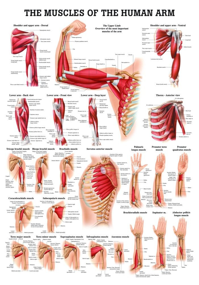 Human Muscles of the Arm Poster - Clinical Charts and Supplies