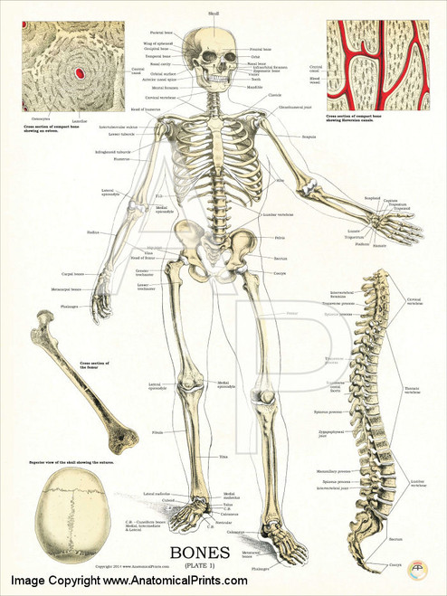 Human Skeleton -Anatomy And Physiology Poster - Clinical Charts And ...