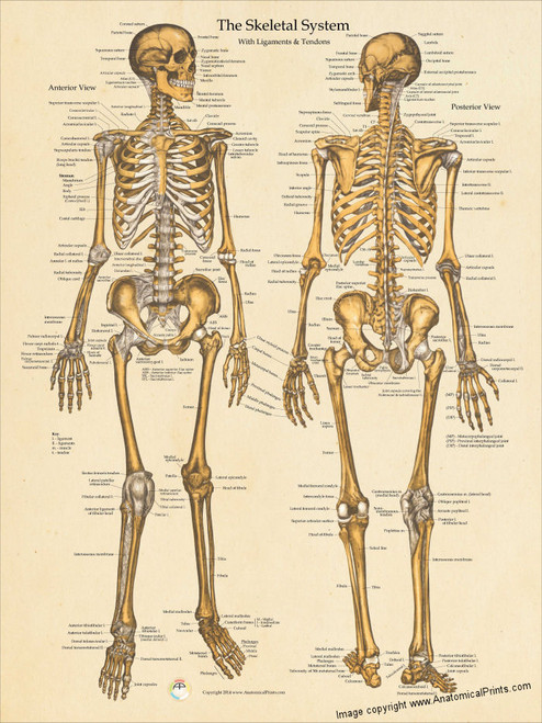 The Skeletal System Ligaments and Tendons Poster - Clinical Charts and