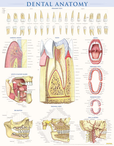 dental anatomy poster clinical charts and supplies dental anatomy
