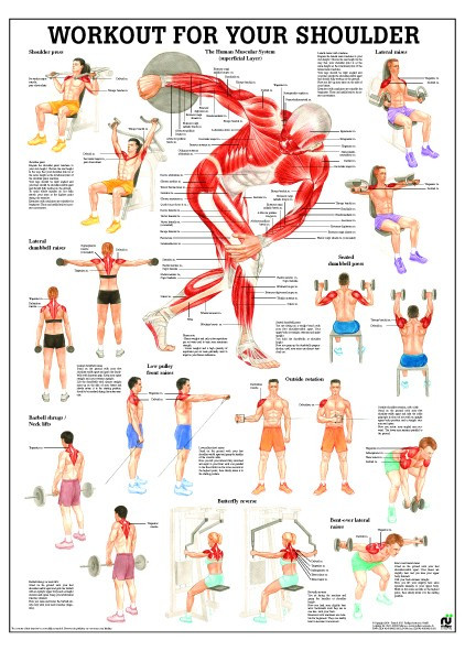 shoulder workout poster clinical charts and supplies workout anatomy chart