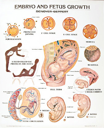 Pictures Of A Growing Human Embryo 117
