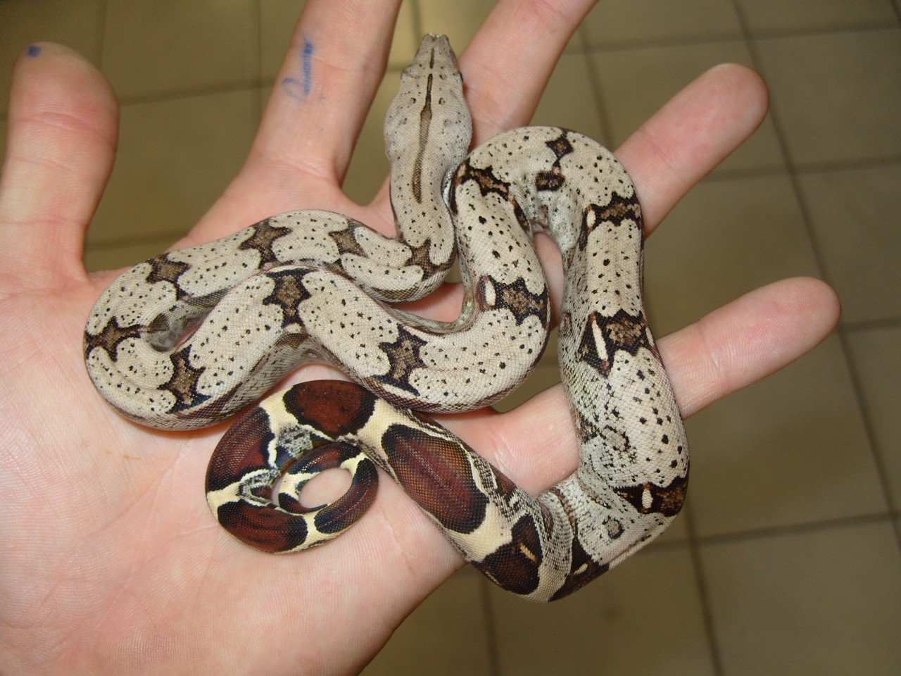 Suriname Red Tail Boas for sale1280 x 960