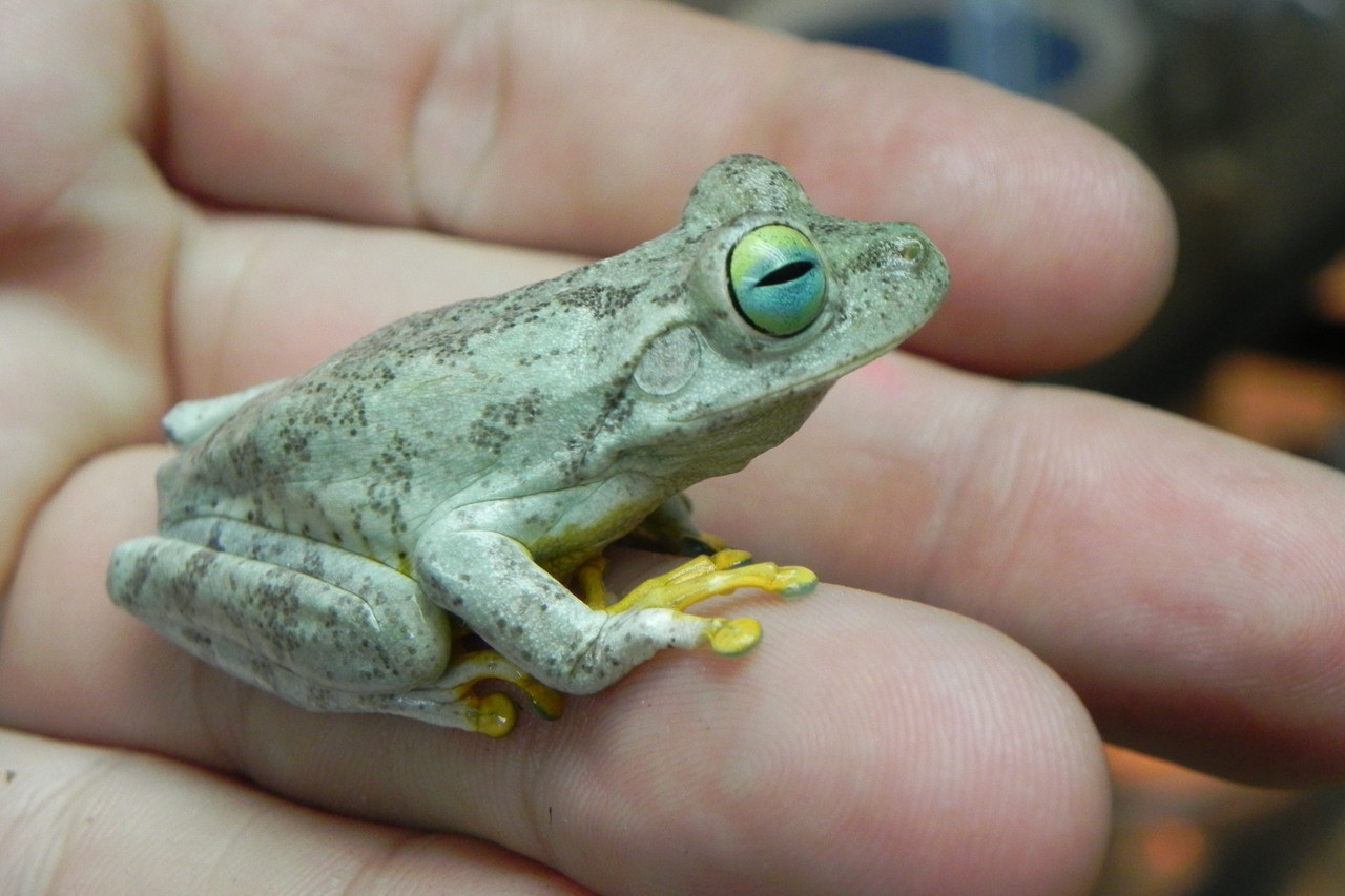 Emerald Eye Tree Frogs for sale Snakes at Sunset