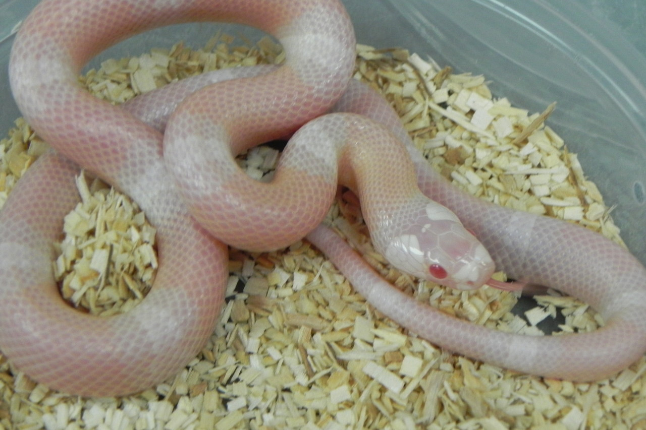 Snow Honduran Milk Snakes For Sale | Snakes At Sunset