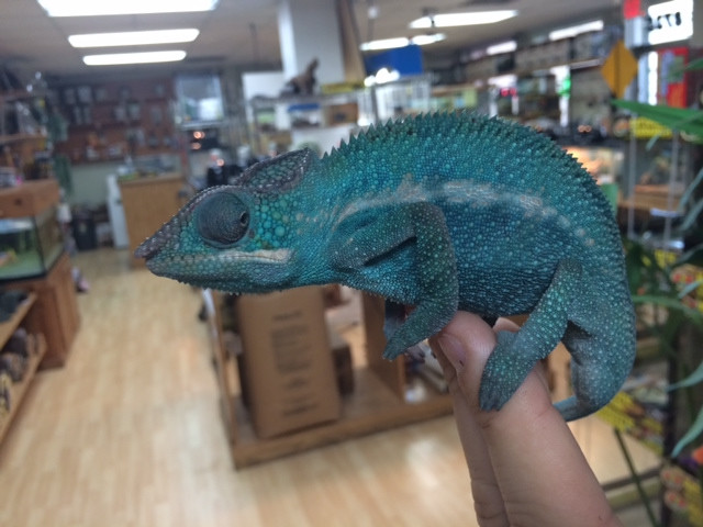 Nosy Be Panther Chameleon for sale (Furcifer pardalis) | Snakes at Sunset