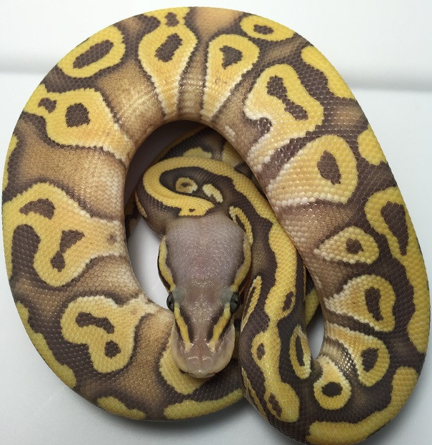 Mojave Pastel Ghosts Ball Pythons For Sale Snakes At Sunset.