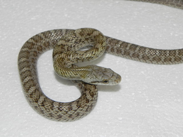 Japanese Ratsnake For Sale