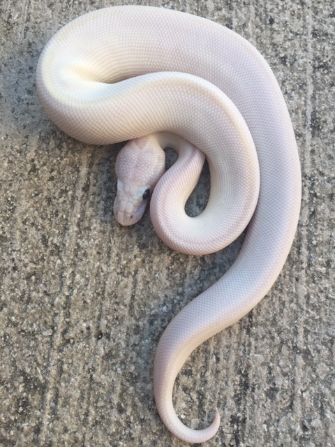 Blue Eye Leucistic Ball Python For Sale | Snakes At Sunset