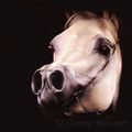 Carine Meunier - Expression Arabe