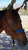 Extra Firm Rope Halter shown with Optional Braided Noseband.