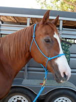 Extra Firm Rope Halter With 4 Knots On The Noseband. Just Like Your Favorite Down Under Clinicians Halter.