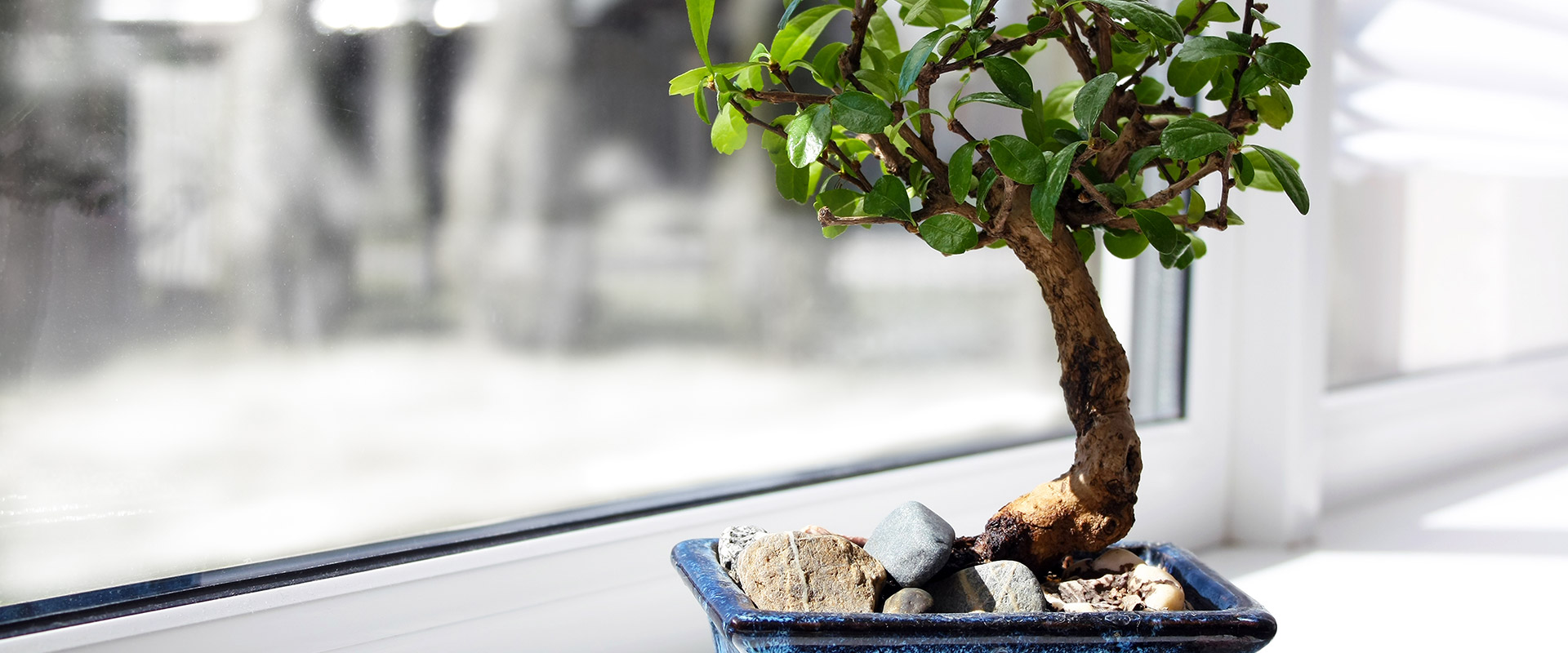 Bonsai Tree Bamboo Plants Indoor Outdoor Pots And Tools Bonsai Tree Bamboo Plants Indoor Outdoor Pots And Tools