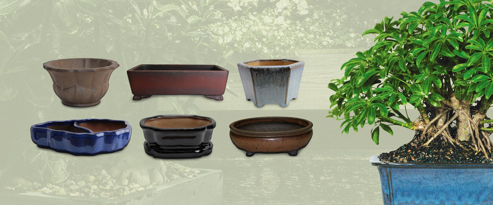 Bonsai Tree Bamboo Plants Indoor Outdoor Pots And Tools Bonsai Tree Bamboo Plants Indoor Outdoor Pots And Tools