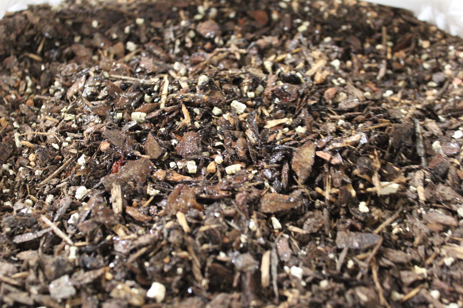 Bonsai Soil Shelf Life Bonsai Outlet