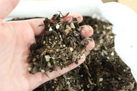bonsai-soil-hand.jpg bonsai-soil-hand.jpg