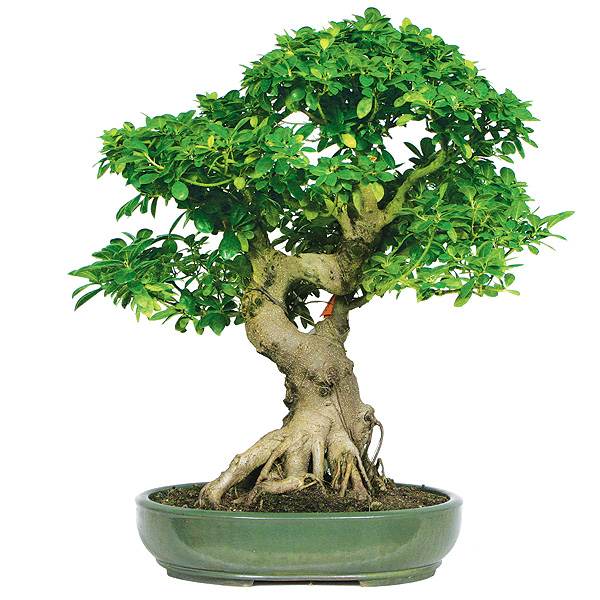 Ficus Bonsai Care