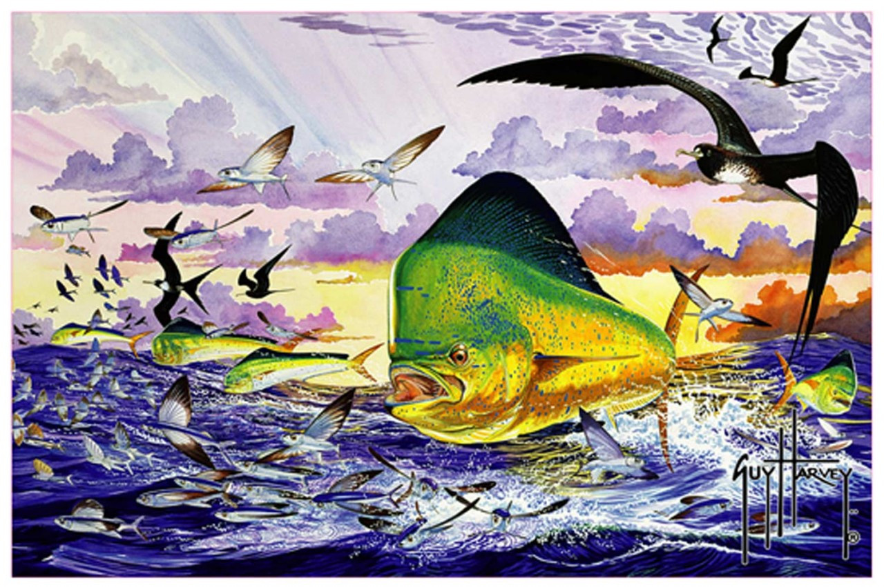 top guy harvey dolphin painting wallpapers top guy harvey dolphin painting wallpapers