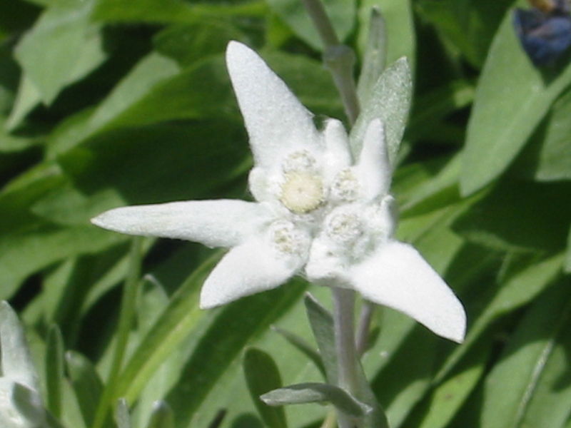 edelweiss alpine stars songs