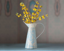 Forsythia in a French Pitcher