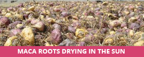 Maca Root