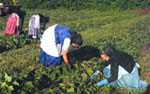 Hutterite Women AmishQuilter - Photograph used with permission of the Germans from Russia Heritage Collection, North Dakota State University Libraries, Fargo www.lib.ndsu.nodak.edu/grhc