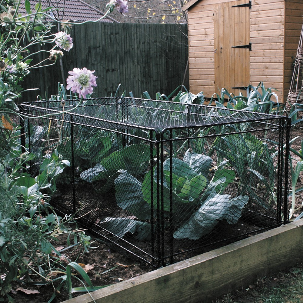 Mini Crop Cage Mr Middleton Garden Shop