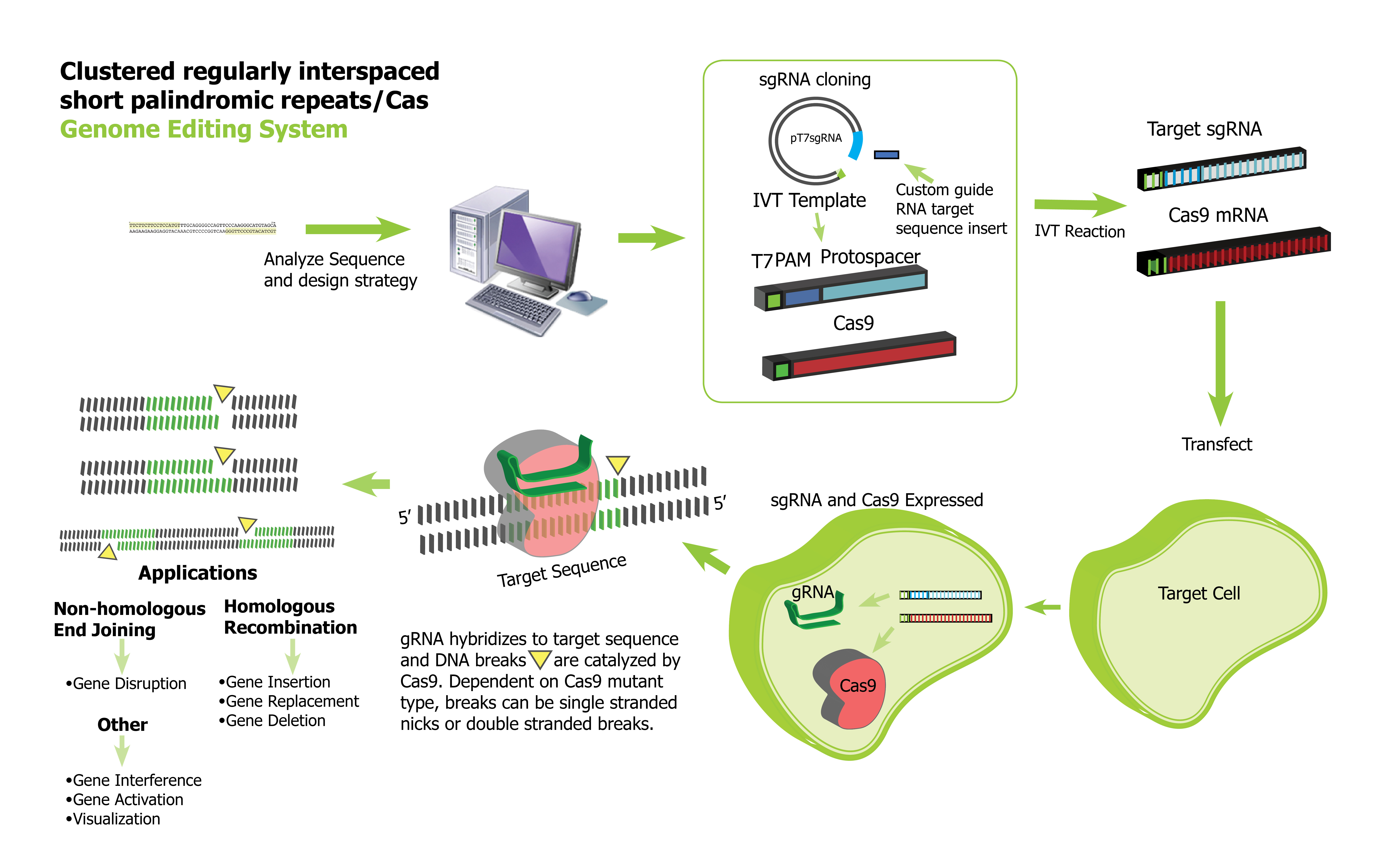 CRISPR / Cas9 Genome Editing