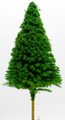 Scale Model Pine Tree 1:200