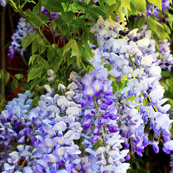 Natural Lilac Fragrance Oil Natural Lilac Fragrance Oil