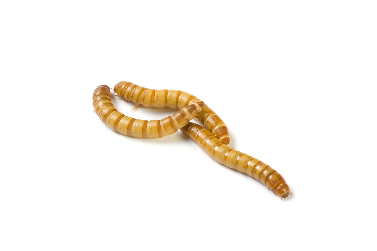 download eating mealworms