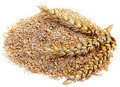 Mealworm Bran / Bedding