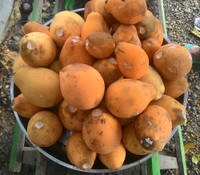 Willughbeia sarawakensis - Gitak