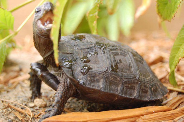 Tortoise For Sale San Diego