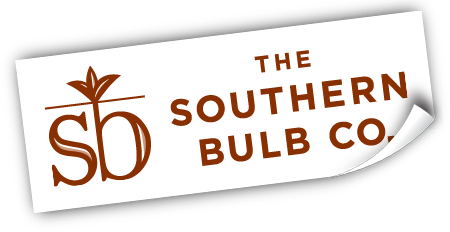 Bulb Hunter BLOG! My Account Gift Certificates Bulb Hunter BLOG! My Account Gift Certificates