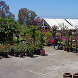 J'S Plant Sales Nursery Outlet 