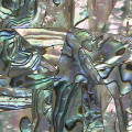 Abalone Sheel 2x2